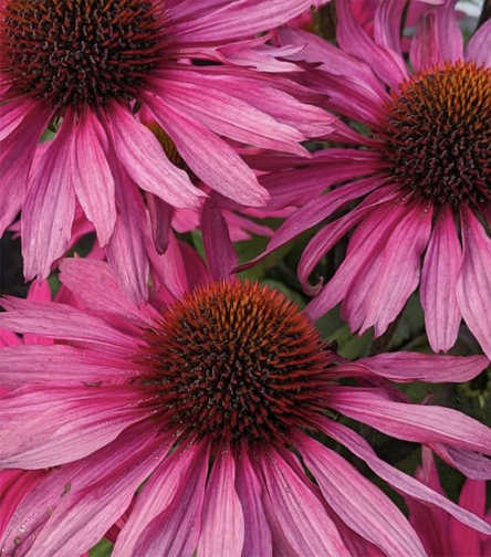 Echinacea hybrida in a garden near Rock, Cornwall