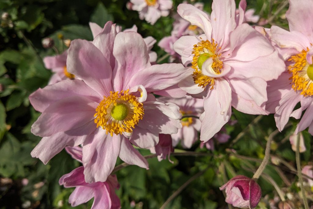 Japanese Anemone Queen Charlotte