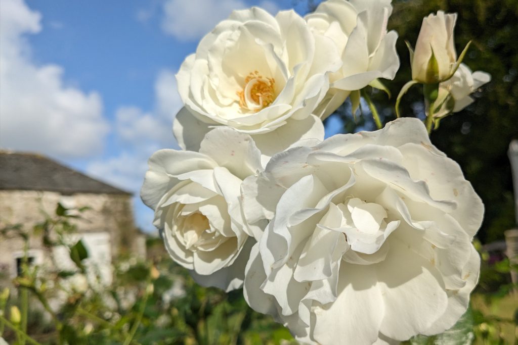 White Rose