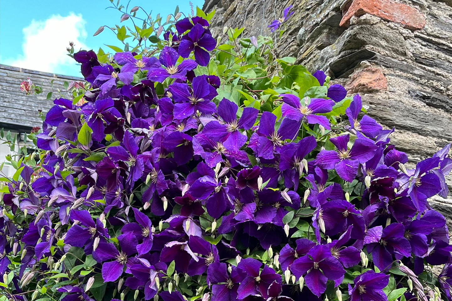 Clematis Jackmanii groenig in a Cornish garden